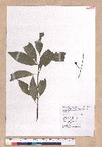 Cinnamomum osmophloeum Kanehira 土肉桂
