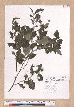 Lindera communis Hemsl. 香葉樹