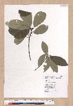 Litsea akoensis Hayata 屏東木薑子