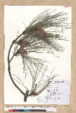 Pinus taiwanensis Hayata 臺灣二葉松
