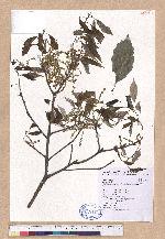 Cyclobalanopsis glauca (Thunb.) Oerst. 青剛櫟