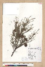 Tsuga chinensis (Franch.) Pritz. ex Diels var. formosana (Hayata) Li & Keng 臺灣鐵杉