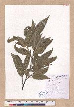 Quercus tatakaensis Tomiya 銳葉高山櫟