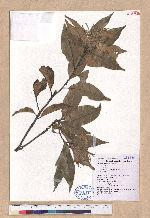 Pasania hancei (Benth.) var. ternaticupula (Hay.) Liao 三斗石櫟