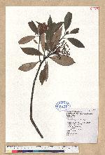 Machilus thunbergii Sieb. & Zucc. 紅楠