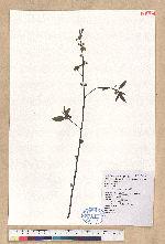 Litsea cubeba (Lour.) Persoon 山胡椒