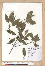 Neolitsea sericea (Blume) Koidz. 白新木薑子