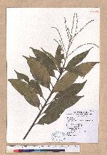 Pasania hancei (Benth.) Schott. var. ternaticupula (Hay.) Liao 三斗石櫟