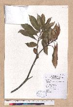 Pasania hancei (Benth.) Schott. var. ternaticupula (Hay.) Liao 三斗石櫟