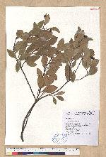 Cinnamomum doederleinii Engl.