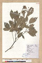 Machilus thunbergii Sieb. & Zucc. 紅楠