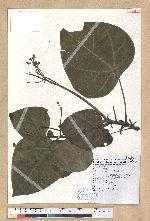 Hernandia nymphiifolia (Presl) Kubitzki 蓮葉桐