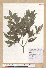 Cinnamomum insulari-montanum Hayata 臺灣肉桂