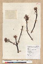 Sassafras randaiense (Hayata) Rehder 臺灣擦樹
