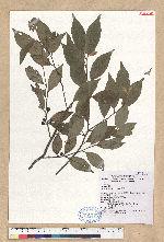 Lindera communis Hemsl. 香葉樹