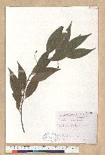 Cinnamomum insulari-montanum Hayata 臺灣肉桂