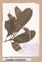Pasania kawakamii (Hayata) Schott. 大葉石櫟