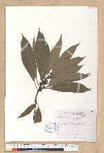 Litsea acuminata (Blume) Kurata 長葉木薑子