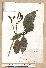 Dehaasia triandra Merr. 腰果楠