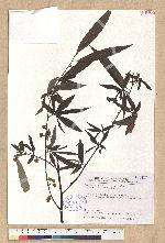 Litsea cubeba (Lour.) Persoon 山胡椒