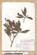 Machilus thunbergii Sieb. & Zucc. 紅楠