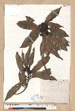 Litsea hypophaea Hayata 小梗木薑子