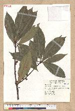 Neolitsea konishii (Hayata) Kanehira & Sasaki 五掌楠