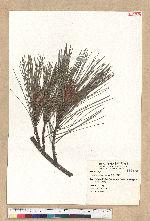 Pinus taiwanensis Hayata 臺灣二葉松