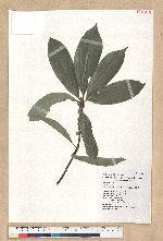 Neolitsea konishii (Hayata) Kanehira & Sasaki 五掌楠