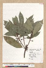 Litsea acuminata (Blume) Kurata 長葉木薑子