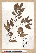 Cinnamomum subavenium Miq. 香桂