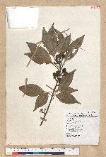 Neolitsea sericea (Blume) Koidz. var. aurata (Hayata) Hatusima 金新木薑子