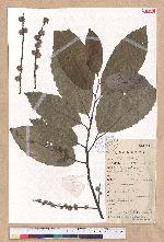 Castanopsis jucunda Hance