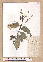 Lithocarpus glaber (Thunb.) Nakai