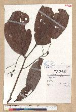 Cryptocarya sp.