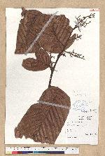 Cryptocarya sp.
