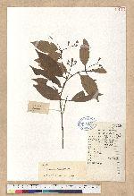 Cinnamomum burmannii (C. G. & Th. Nees) Blume