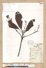 Machilus sp.