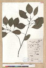 Lindera fruticosa Hemsl.