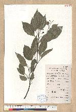 Cinnamomum camphora (L.) J. Presl