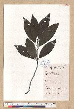 Litsea mollifolia Chun 毛葉木薑子