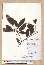 Litsea pedunculata (Diels) Yen C. Yang & P. H. Huang