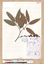 Castanopsis sp.
