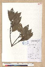 Litsea coreana H. Lev. var. lanuginosa (Migo) Yen C. Yang & P. H. Huang