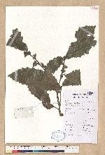 Quercus sp.