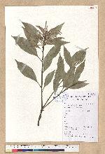 Lithocarpus glaber (Thunb.) Nakai