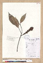 Lithocarpus litseifolius (Hance) Chun 木姜葉石櫟