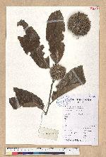Castanea mollissima Blume 板栗