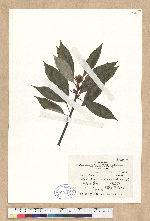 Neolitsea sericea (Blume) Koidz. 白新木薑子