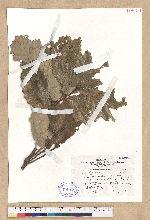 Quercus aliena Blume var. acuteserrata Maxim. ex Wenzig 孛孛櫟